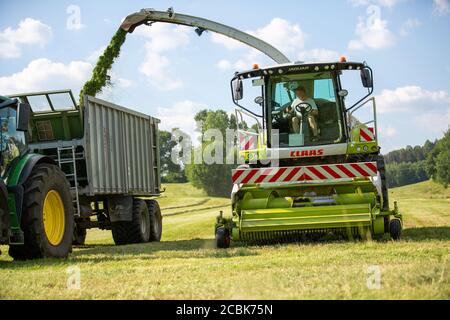 BAVIÈRE / ALLEMAGNE - AOÛT 07,2020 : la moissonneuse Claas Jaguar 930 et un John Deere 6175R avec une remorque Fliegl Gigant travaillent dans un champ. Banque D'Images