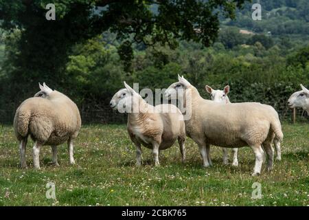 Pedigree Cheviot Sheep Banque D'Images