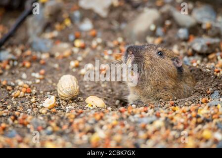 Un gopher de poche a des poireaux dehors pour manger les graines tombées d'un mangeoire à oiseaux Banque D'Images