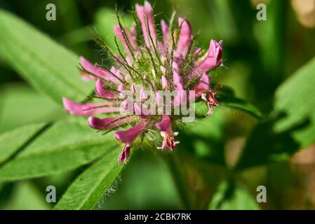 Trifolium alpestre fleurs violettes et plantes fraîches Banque D'Images