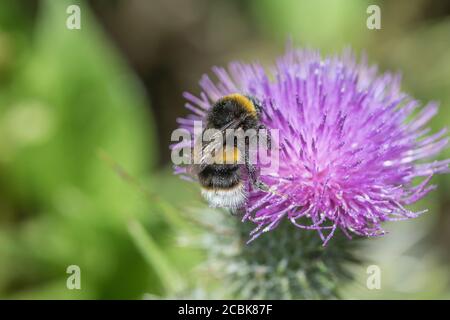 Bourdon à queue blanche sur fleur au Royaume-Uni. Peut être Bombus lucorum ou Bombus hortorum, ou même Buff-queue Bombus terrestris. Pour les pollinisateurs. Banque D'Images