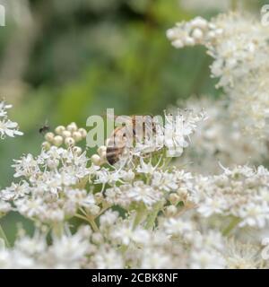 Abeille solitaire / APIs mellifera recherche parmi les fleurs blanches de Meadowsweet / Filipendula ulmaria en été soleil. Insectes Royaume-Uni. Insectes Royaume-Uni. Banque D'Images