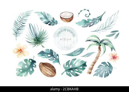 Aquarelle feuilles tropicales de palmier peint sur fond blanc. Coconuts arbres, lestera leat isolé. Illustration des fruits de la nature dessinés à la main. Végétalien écologique Banque D'Images