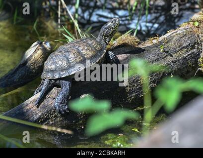 12 août 2020, Brandebourg, Linum : une tortue d'étang européenne (Emys orbicularis) se couche au soleil sur un tronc d'arbre dans une enceinte extérieure de la réserve naturelle de Rhinluch de Brandebourg. Autrefois répandue dans toute l'Allemagne, la tortue d'étang européenne vit maintenant dans la cachette seulement dans l'Uckermark. Afin d'empêcher la population de mourir, les protecteurs de la nature se reproduisent et les repoussent dans la nature. La poursuite de la sécheresse ainsi que les ratons laveurs rendent le projet de plus en plus difficile. Photo: Patrick Pleul/dpa-Zentralbild/ZB Banque D'Images