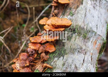 Champignons poussant sur un tronc de cococotier en décomposition avec la moisissure et de mousse Banque D'Images