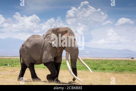 Gros éléphant de taureau avec d'énormes défenses à pied dans l'Amboseli plaines au Kenya Banque D'Images