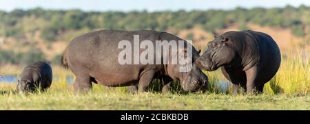 Trois hippos debout dans la petite herbe verte manger à Chobe Fleuve Botswana