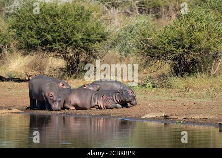 Six jeunes hippopotames reposant par le bord de l'eau près de petit Crocodiles à Kruger Park Afrique du Sud Banque D'Images