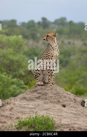 Guépard adulte assis debout sur un termite regardant La gauche dans Kruger Park Afrique du Sud Banque D'Images