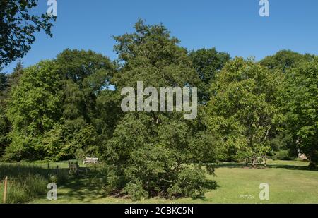 Feuillage d'été d'un arbre de hêtre Antarctique décidus (Nothofagus antarctique) en croissance dans un jardin dans le Devon rural, Angleterre, Royaume-Uni Banque D'Images