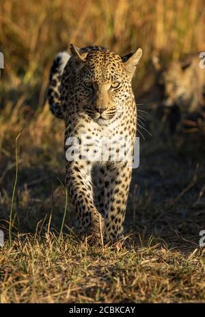 Magnifique léopard adulte en direction de l'appareil photo pendant le coucher du soleil à Moremi Okavango Delta Botswana Banque D'Images