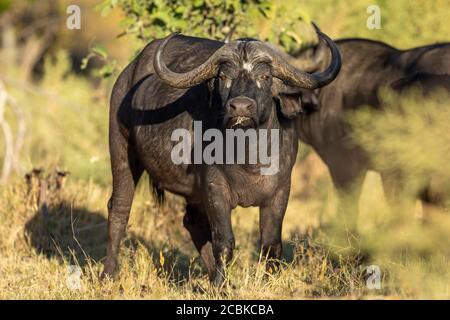 Buffle femelle regardant alerte striaght à la caméra dans l'après-midi doré Lumière dans Moremi Okavango Delta Botswana Banque D'Images