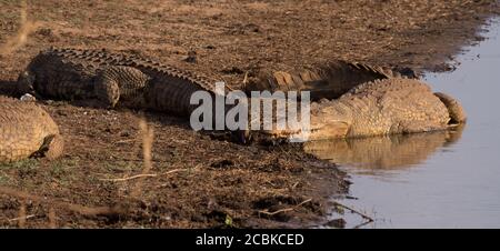 Crocodiles se trouvant sur la terre se bassant au soleil avec bouche fermée Banque D'Images