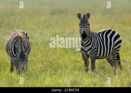 Deux zèbres adultes mangeant de l'herbe verte au Serengeti National Parc en Tanzanie Banque D'Images