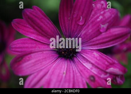 Gouttes de pluie sur une fleur de pâquerette violette Banque D'Images