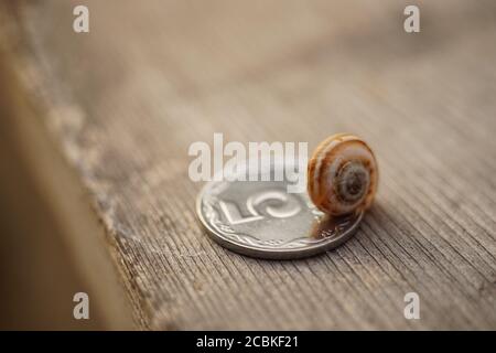 coquille rayée assise sur une pièce de monnaie argentée sur un table en bois Banque D'Images