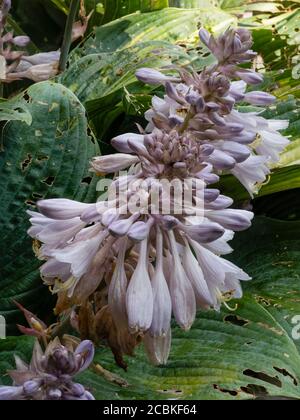 Fleurs de nénuphars au-dessus des feuilles endommagées de la fleur dure, fin d'été Hosta 'June' Banque D'Images