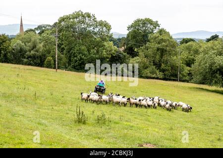 Un fermier utilisant un quad pour arrondir ses moutons au village de Cotswold de Stanton, Gloucestershire Royaume-Uni Banque D'Images