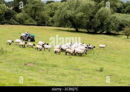 Un fermier utilisant un quad pour arrondir ses moutons au village de Cotswold de Stanton, Gloucestershire Royaume-Uni Banque D'Images