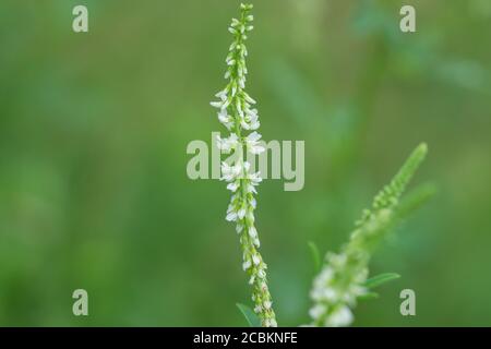 Fleurs de trèfle blanc en été Banque D'Images