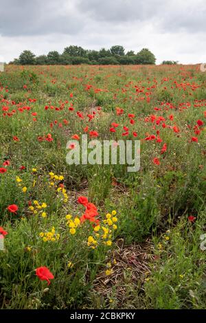 Coquelicots dans un champ réservé, Chelsworth dans le Suffolk Banque D'Images