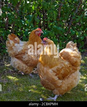 Poulet orpington poulet à la poule libre dans un jardin. Malmkoping suède Banque D'Images