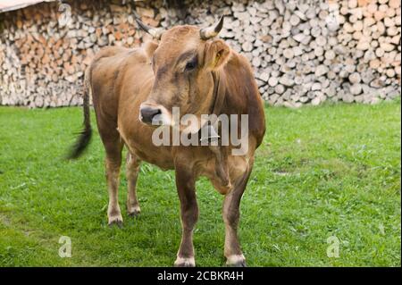 Pâturage de la vache dans un champ herbacé Banque D'Images