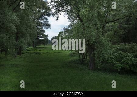 Danube Meadows près de Neustadt, Bavière, Allemagne Banque D'Images