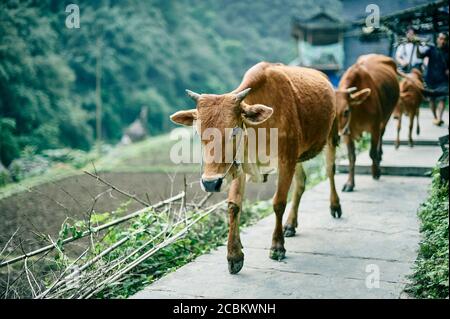 Vaches marchant dans une rangée, Fenghuang, Hunan, Chine Banque D'Images