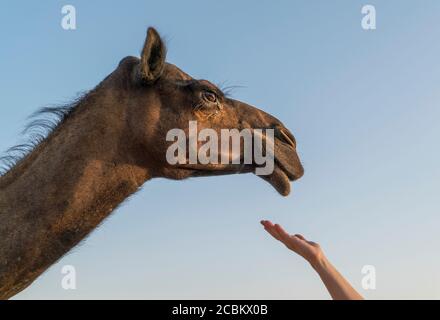 Des femmes se sont également hestes pour se rendre à Camel, Abu Dhabi, Émirats Arabes Unis Banque D'Images