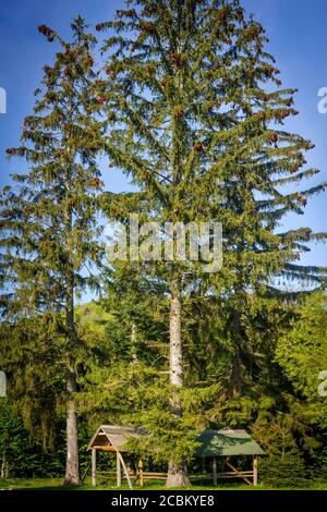 Bois et grange, Pecina Megara près de Tarcin, Bosnie-Herzégovine Banque D'Images