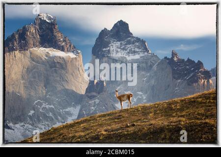 Lone guanaco sur une colline en face des montagnes, parc national Torres Del Paine, Chili Banque D'Images