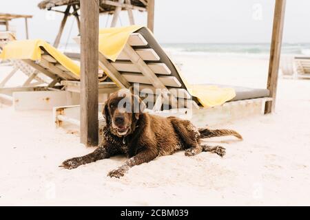 Chien reposant sur des chaises longues sur la plage, Tulum, Mexique Banque D'Images