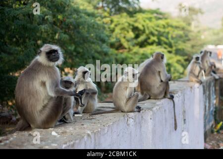 Langur gris ou langur sacré Chamba (Semnopitheus ajax) singes assis sur le mur, Pushkar, Rajasthan, Inde Banque D'Images