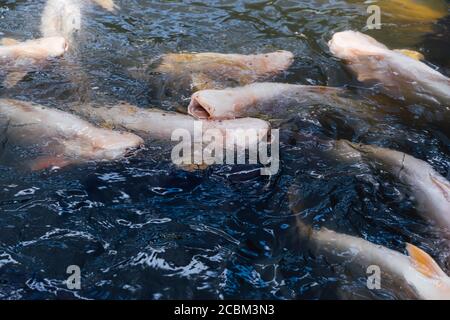 Groupe de la carpe blanche nageant dans l'eau en Malaisie Banque D'Images