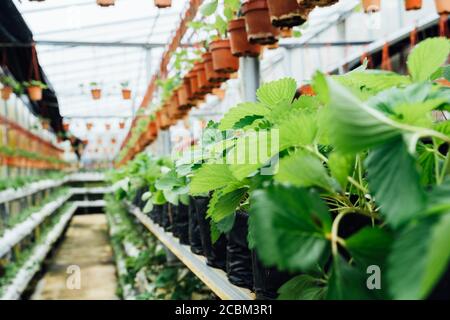 Accent sélectif sur les feuilles de plantes de fraise sur le passage intérieur d'une pépinière de plantes vertes suspendu et dans le sol dans une marque Banque D'Images