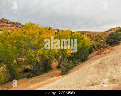 Un petit bosquet de bois de coton de Frémont, Populus fremontii, commence à changer de couleur au début de l'automne entouré par le rocher du grès F de Navajo Banque D'Images