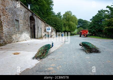 Deux paons bleus à l'extérieur de Hesketh Farm Park, Bolton Abbey - une ferme pour enfants, North Yorkshire, Royaume-Uni Banque D'Images