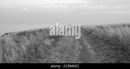 Chemins de campagne le long des falaises de Bempton Cliffs, East Yorkshire, Royaume-Uni. Banque D'Images