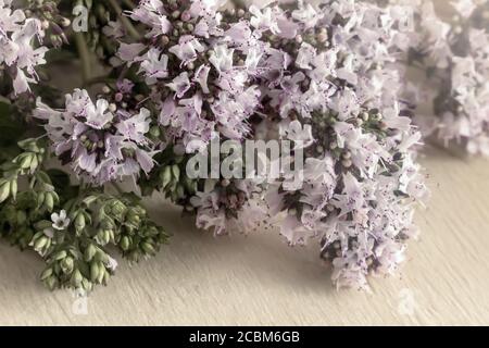 Fleurs de la plante médicinale oregan ordinaire gros plan Banque D'Images