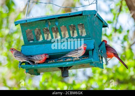 Les Finches de la maison se nourrissant à un mangeoire à oiseaux dans le pays de Hill du Texas près de Hunt, États-Unis. Banque D'Images