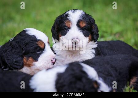F1 Mini Bernedoodle Puppies tricolores assis dans l'herbe Banque D'Images