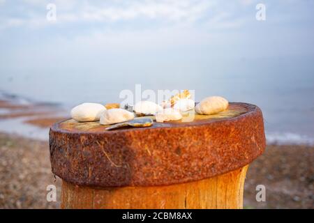 Vue sur la côte dans le sud de l'Angleterre dans la soirée avec des coquillages sur un brise-mer Banque D'Images