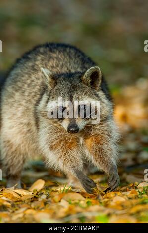 Un raton laveur est à la recherche de nourriture dans les feuilles dans le pays de Hill du Texas près de Hunt, USA. Banque D'Images