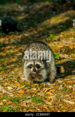 Un raton laveur est à la recherche de nourriture dans les feuilles dans le pays de Hill du Texas près de Hunt, USA. Banque D'Images