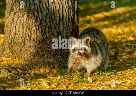 Un raton laveur est à la recherche de nourriture dans les feuilles dans le pays de Hill du Texas près de Hunt, USA. Banque D'Images