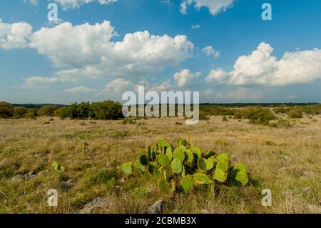 Opuntia, communément appelé poire pirickly, cactus dans le pays de Hill du Texas près de Hunt, États-Unis. Banque D'Images