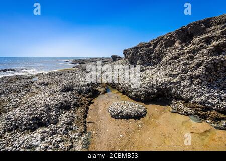 Huîtres sauvages sur la plage rocheuse de la Plage de la Fontaine aux Bretons - Pornic, Loire-Atlantique, France. Banque D'Images