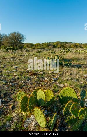 Opuntia, communément appelé poire pirickly, cactus dans le pays de Hill du Texas près de Hunt, États-Unis. Banque D'Images