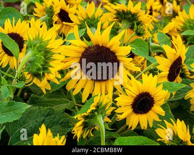 Gros plan de tournesols jaunes poussant dans un lit de fleurs coupées au Royaume-Uni Banque D'Images